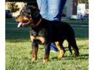 Rottweiler Puppy for sale in Eaton, CO, USA