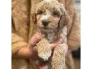 Mutt Puppy for sale in Bozeman, MT, USA