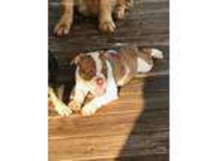 Olde English Bulldogge Puppy for sale in Tiskilwa, IL, USA