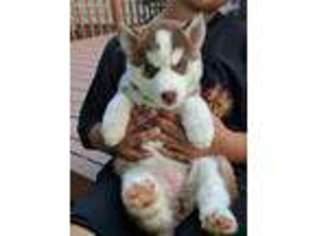 Siberian Husky Puppy for sale in Rochester, NY, USA