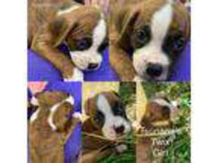 Boxer Puppy for sale in Clinton, TN, USA