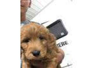 Goldendoodle Puppy for sale in Canton, SD, USA