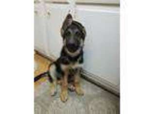 German Shepherd Dog Puppy for sale in Platteville, CO, USA