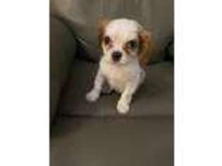 Cavalier King Charles Spaniel Puppy for sale in Carlton, GA, USA