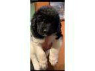 Newfoundland Puppy for sale in Lowgap, NC, USA