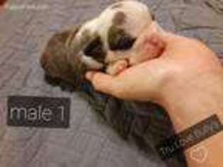 Bulldog Puppy for sale in Grimsley, TN, USA