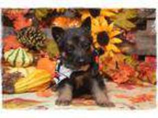 German Shepherd Dog Puppy for sale in Bowling Green, MO, USA