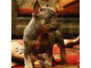 French Bulldog Puppy for sale in Afton, WY, USA