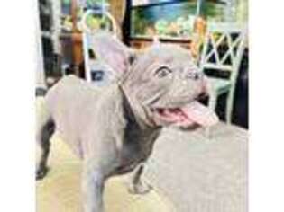 French Bulldog Puppy for sale in Collinsville, IL, USA