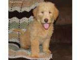 Labradoodle Puppy for sale in Auburn, IN, USA
