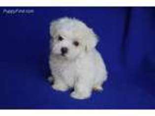 Maltese Puppy for sale in Jackson, TN, USA