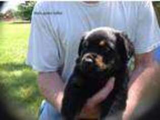 Rottweiler Puppy for sale in Decatur, IN, USA