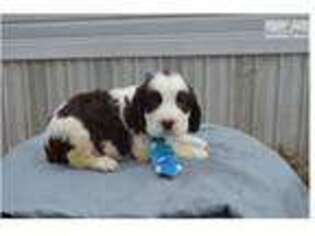 English Springer Spaniel Puppy for sale in Chattanooga, TN, USA