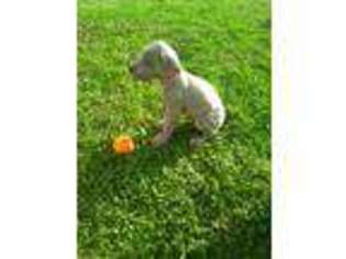 Great Dane Puppy for sale in Hicksville, OH, USA