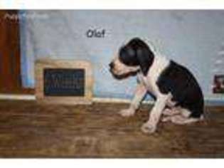 Great Dane Puppy for sale in Seaford, DE, USA