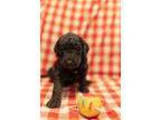 Goldendoodle Puppy for sale in Mansfield, MA, USA