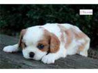 Cavalier King Charles Spaniel Puppy for sale in South Bend, IN, USA