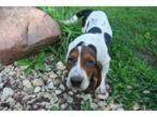 Basset Hound Puppy for sale in Fayette, IA, USA