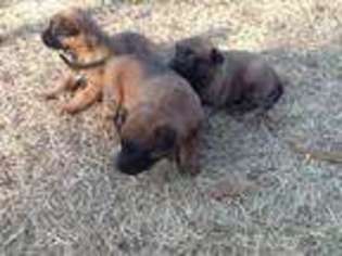 Belgian Malinois Puppy for sale in Quitman, TX, USA