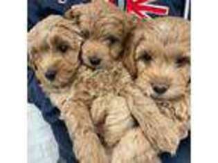Goldendoodle Puppy for sale in Highland, UT, USA