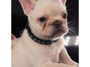 French Bulldog Puppy for sale in Taylor, TX, USA