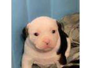 American Bulldog Puppy for sale in Brooklyn, NY, USA