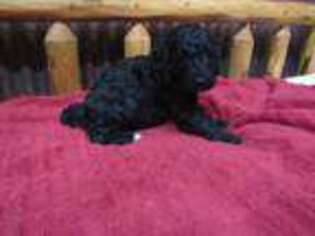 Goldendoodle Puppy for sale in Leon, IA, USA