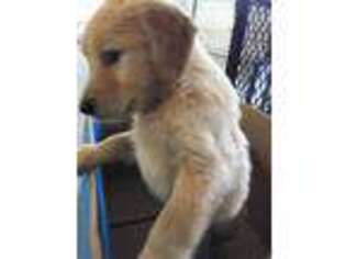 Golden Retriever Puppy for sale in San Clemente, CA, USA