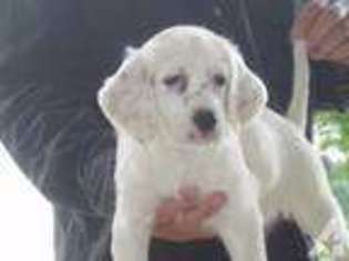 English Setter Puppy for sale in BATAVIA, NY, USA