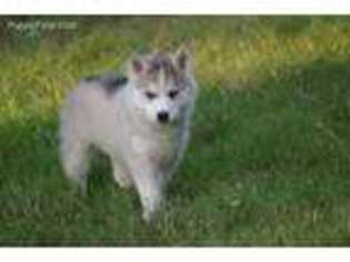 Siberian Husky Puppy for sale in Molalla, OR, USA