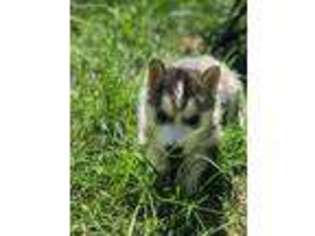 Siberian Husky Puppy for sale in Weare, NH, USA