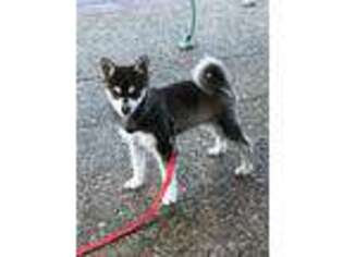 Alaskan Klee Kai Puppy for sale in Owensboro, KY, USA