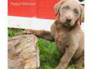 Labrador Retriever Puppy for sale in Newburg, PA, USA
