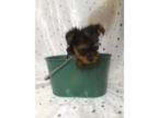 Yorkshire Terrier Puppy for sale in Valley Falls, KS, USA