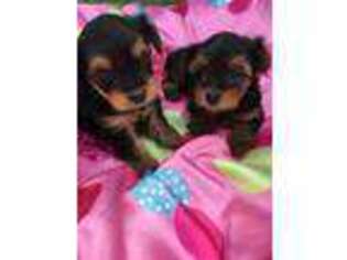 Yorkshire Terrier Puppy for sale in Ashtabula, OH, USA