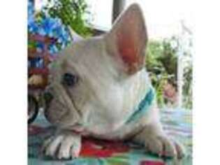 French Bulldog Puppy for sale in Yelm, WA, USA