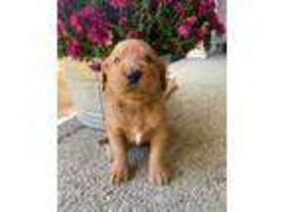 Labradoodle Puppy for sale in Charlotte, TN, USA