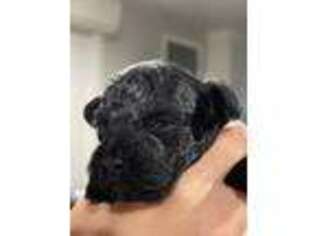 Mutt Puppy for sale in Oak Harbor, WA, USA