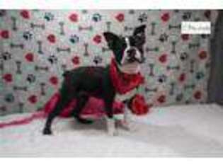 Boston Terrier Puppy for sale in Mansfield, OH, USA