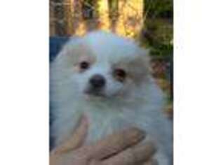 Pomeranian Puppy for sale in Anderson, SC, USA