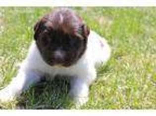Newfoundland Puppy for sale in Alton, IA, USA