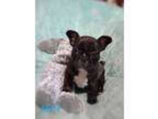 French Bulldog Puppy for sale in Lake Lure, NC, USA