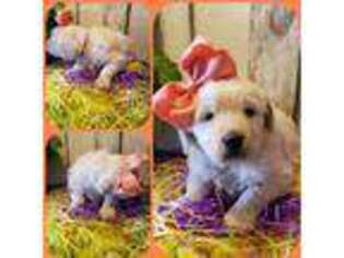 Golden Retriever Puppy for sale in Huntington, AR, USA