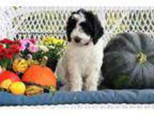 Mutt Puppy for sale in Crewe, VA, USA