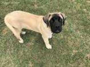 Mastiff Puppy for sale in Campbell, TX, USA