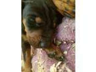 Doberman Pinscher Puppy for sale in Skowhegan, ME, USA