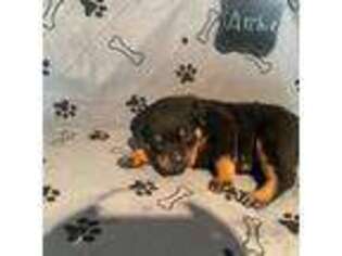 Rottweiler Puppy for sale in Grabill, IN, USA