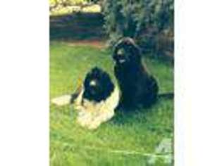 Newfoundland Puppy for sale in RUPERT, ID, USA
