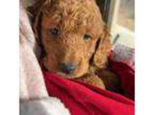 Goldendoodle Puppy for sale in Tucson, AZ, USA