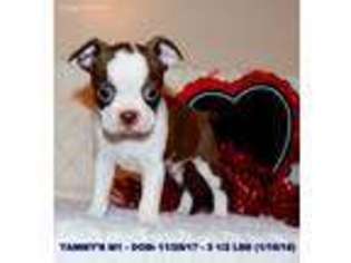 Boston Terrier Puppy for sale in Clifton Hill, MO, USA